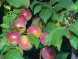 Prunus cerasifera