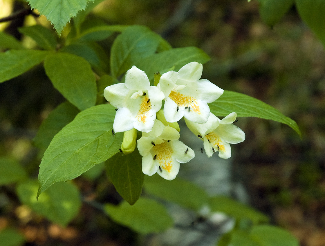 Изображение особи Weigela middendorffiana.