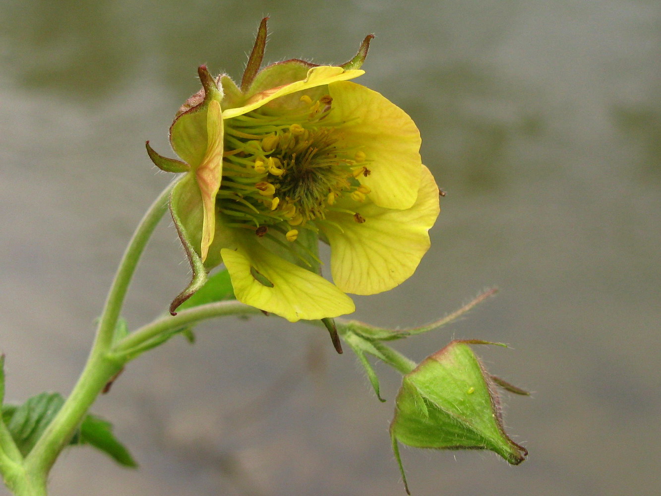 Image of Geum &times; meinshausenii specimen.