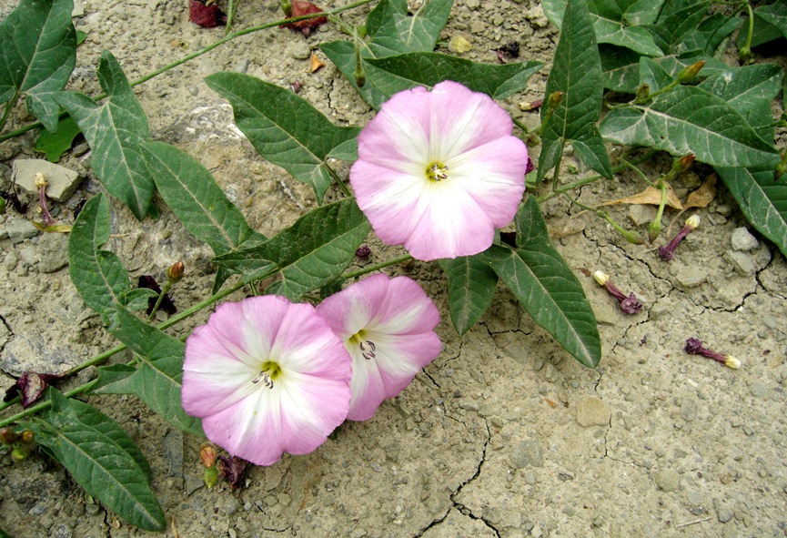 Изображение особи Convolvulus arvensis.