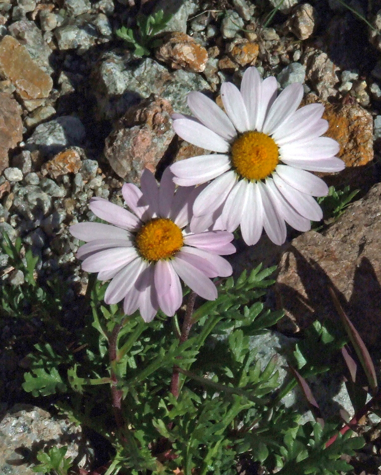 Image of Chrysanthemum mongolicum specimen.