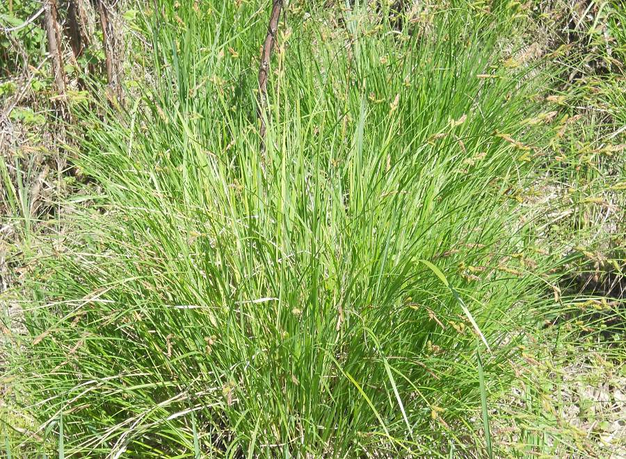 Изображение особи Carex cespitosa.