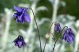 Aquilegia vulgaris