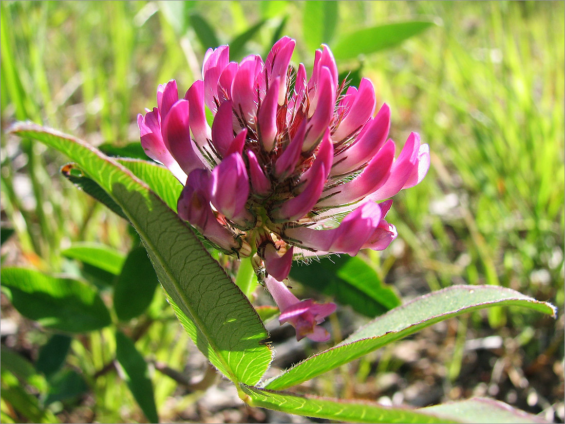 Image of Trifolium medium specimen.