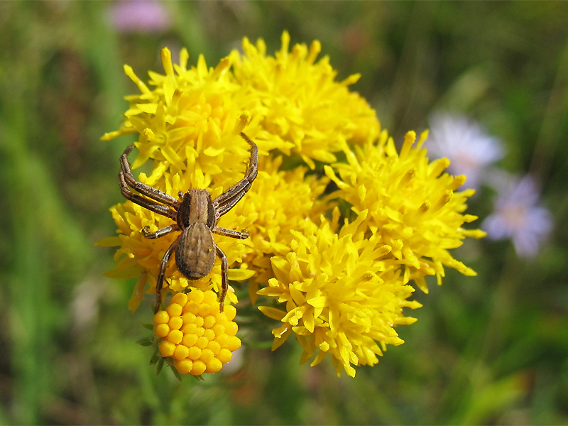 Изображение особи Galatella linosyris.