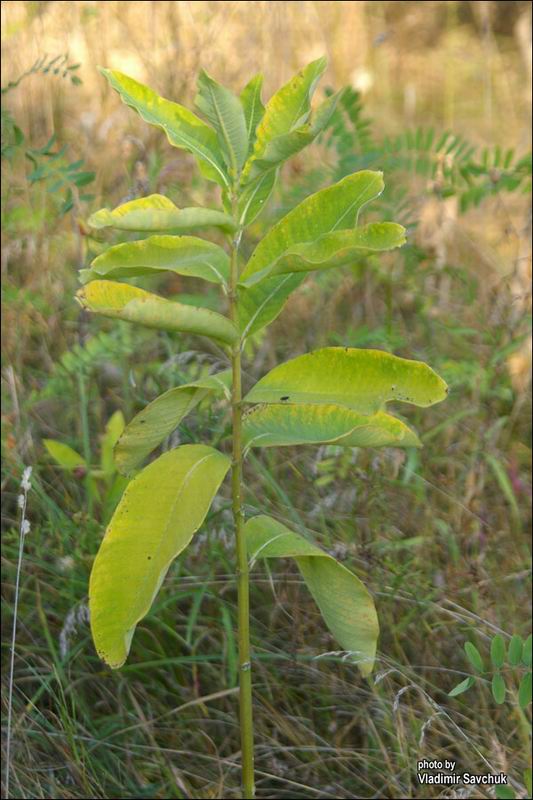 Изображение особи Asclepias syriaca.