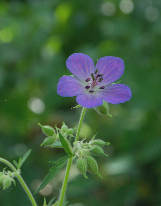 Изображение особи род Geranium.