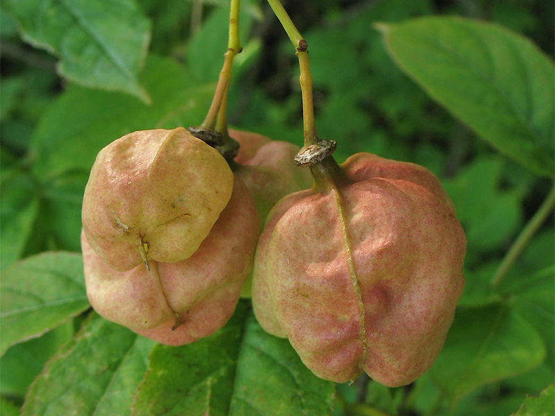 Image of Staphylea pinnata specimen.