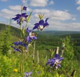 Aquilegia parviflora. Верхушка растения с цветками и завязавшимися плодами. Сахалин, Тымовский р-н, река Пиленга, луг на склоне сопки. 03.07.2011.