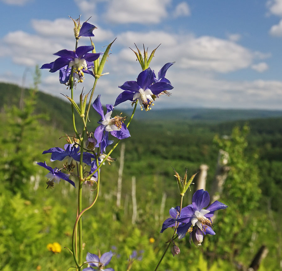 Изображение особи Aquilegia parviflora.