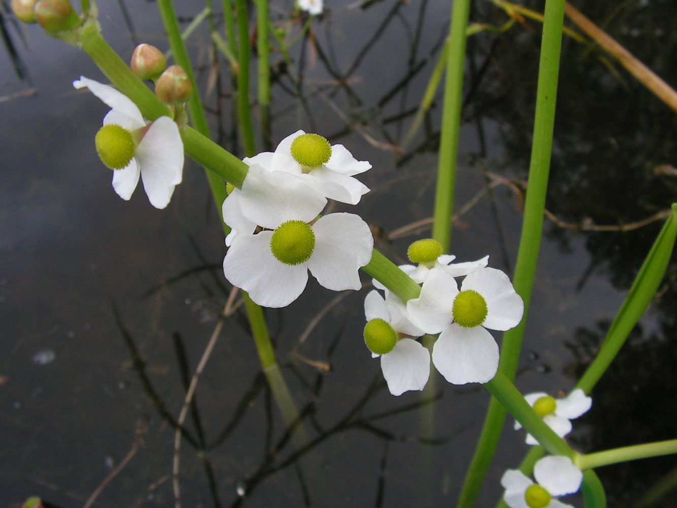 Изображение особи Sagittaria aginashi.