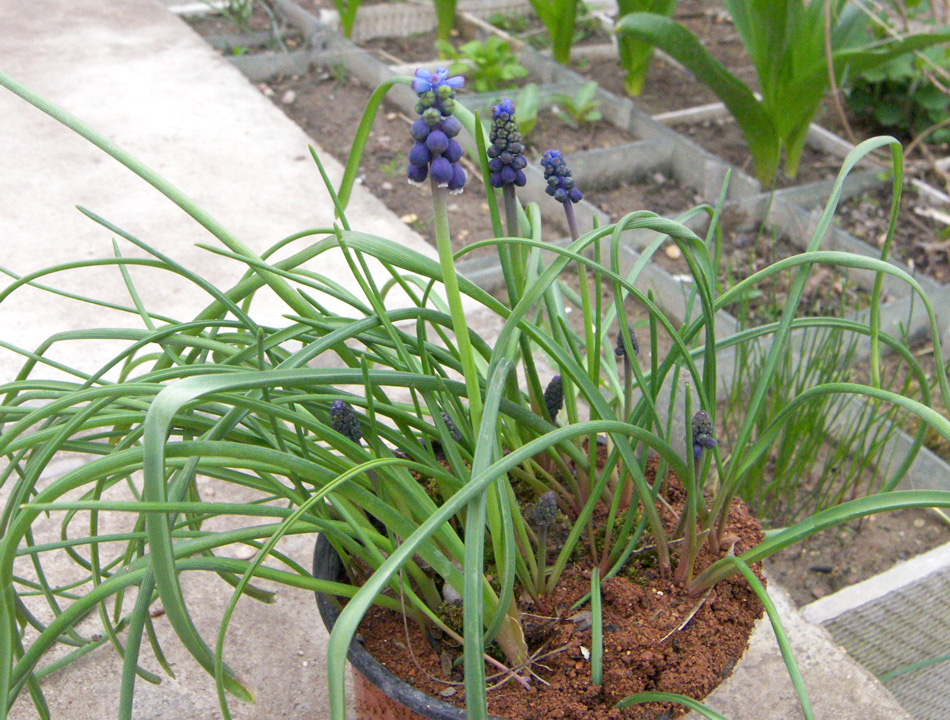 Image of Muscari pulchellum specimen.