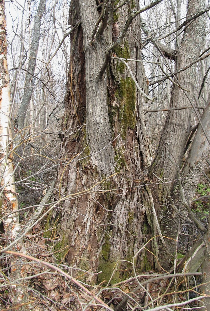 Изображение особи Salix pentandra.