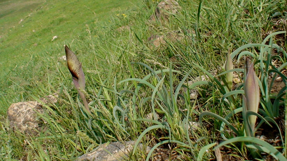 Image of Iris elegantissima specimen.