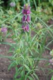 Monarda citriodora