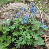 Corydalis emanueli. Цветущее растение. Карачаево-Черкесия, Зеленчукский р-н, ущелье р. Марка. 06.05.2012.