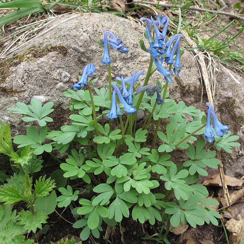 Изображение особи Corydalis emanuelii.