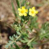 Potentilla bifurca. Верхушка цветущего растения. Волгоградская область, озеро Эльтон. 25.05.2007.