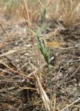genus Aegilops. Соплодие. Крым, Ялта, Грузпорт. 29 мая 2012 г.