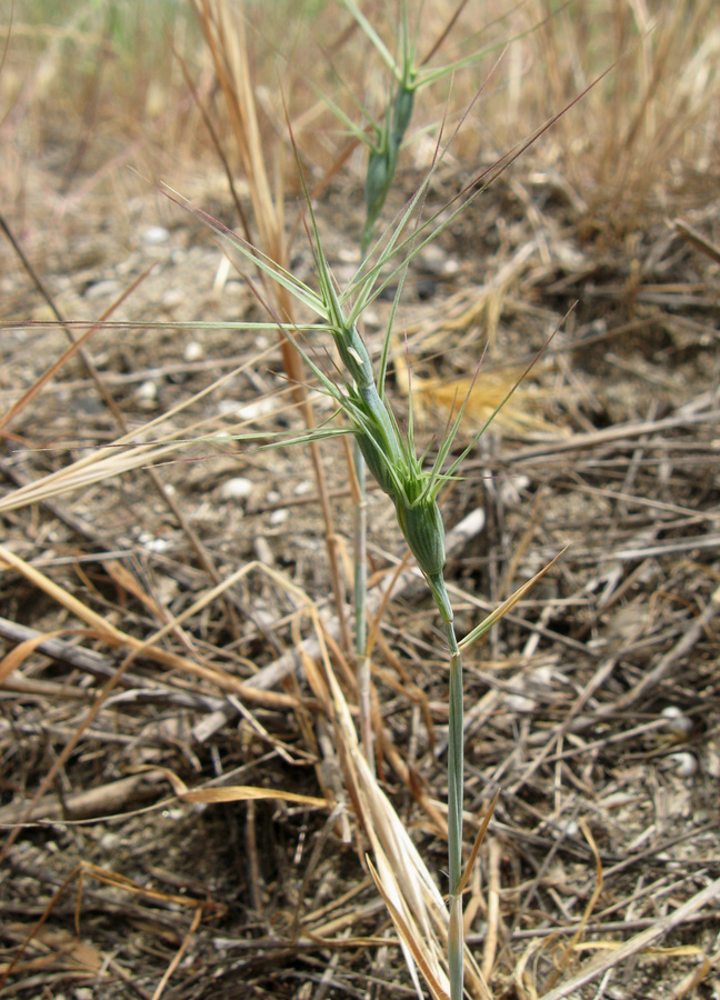 Изображение особи род Aegilops.