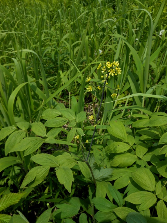 Изображение особи Caulophyllum robustum.