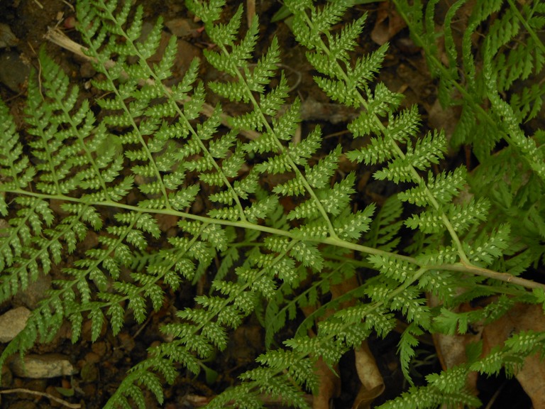 Image of Pseudocystopteris spinulosa specimen.