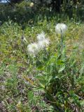 Clematis integrifolia. Плодоносящее растение. Крым, Ялтинская яйла. 23 июня 2012 г.