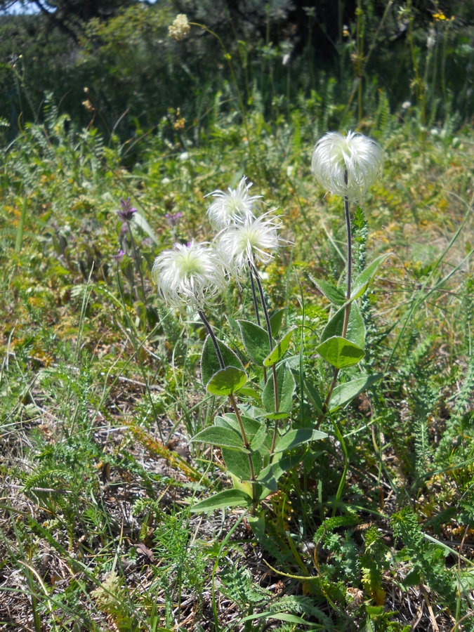 Image of Clematis integrifolia specimen.