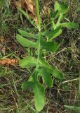 Centaurea rigidifolia. Лист. Крым, южный берег, окр. Мисхора, у дороги возле леса. 30 июня 2012 г.