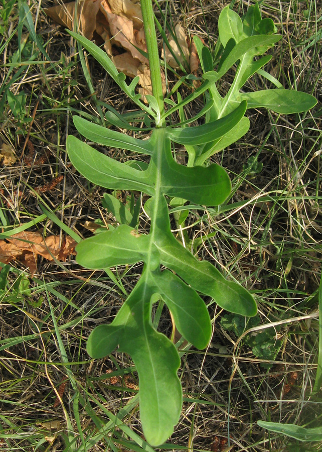 Изображение особи Centaurea rigidifolia.