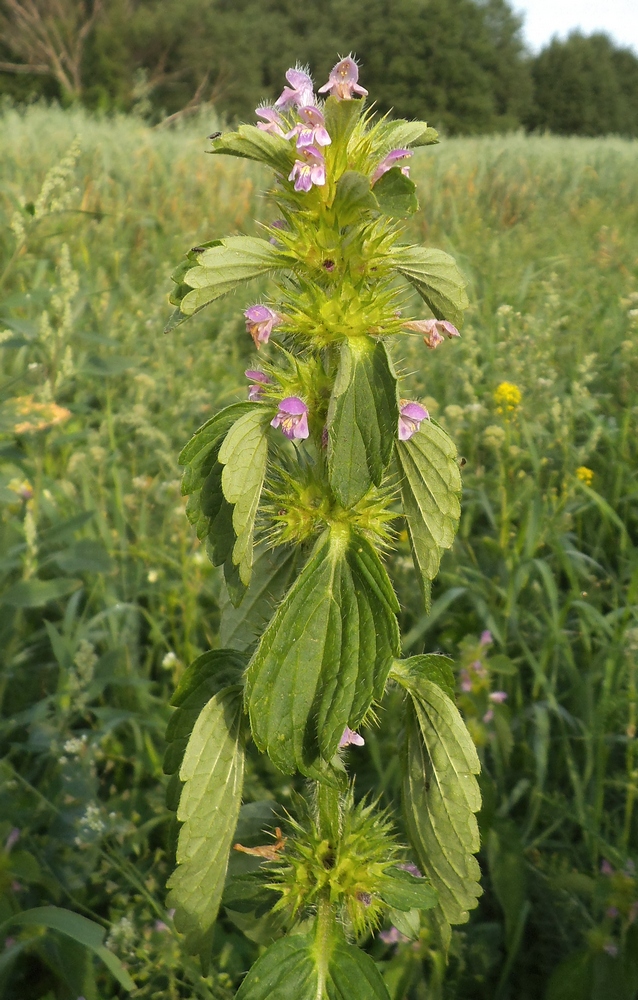 Image of Galeopsis bifida specimen.