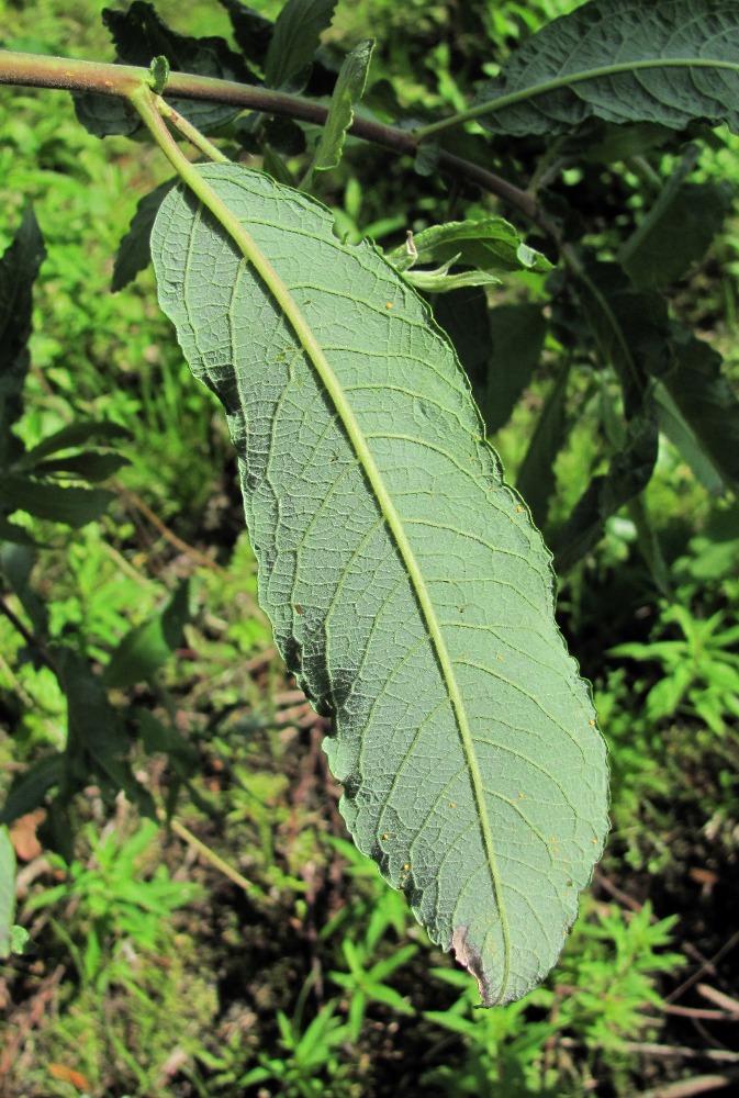 Image of Salix &times; schaburovii specimen.