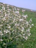 Salvia aethiopis