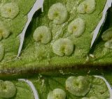 Image of taxon representative. Author is Валерий Куделя