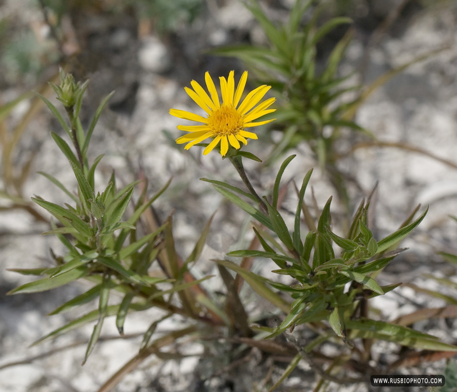 Изображение особи Inula ensifolia.