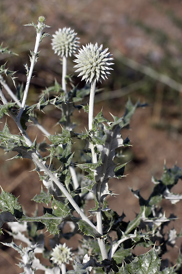 Изображение особи Echinops albicaulis.