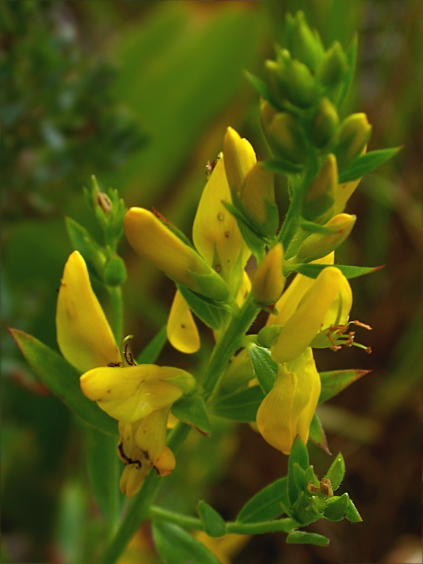 Изображение особи Genista tinctoria.