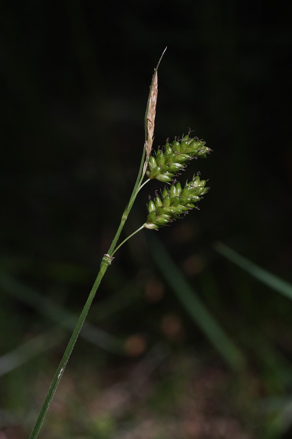 Изображение особи Carex pallescens.