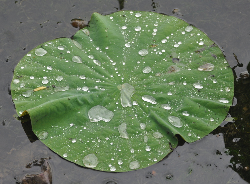Изображение особи Nelumbo komarovii.
