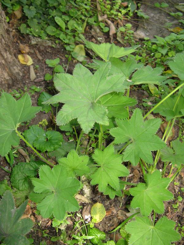 Image of Alchemilla xanthochlora specimen.