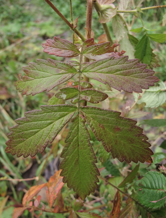 Изображение особи Agrimonia coreana.