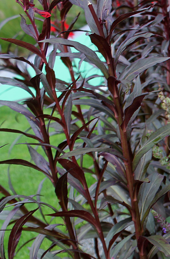 Изображение особи Lobelia cardinalis.