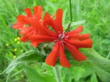 Lychnis chalcedonica