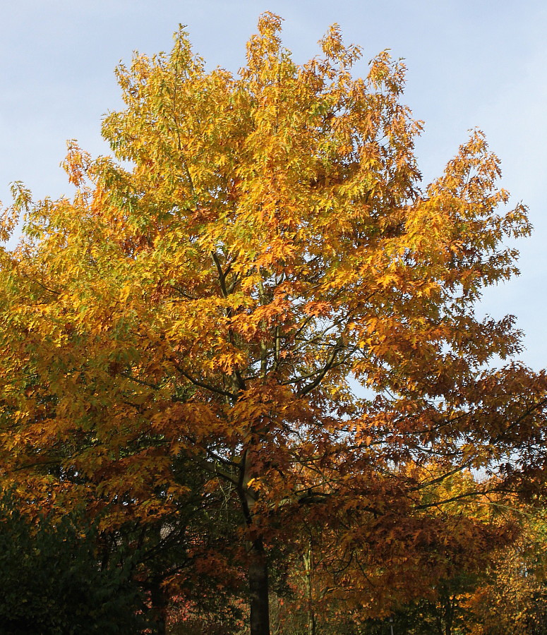 Изображение особи Quercus rubra.