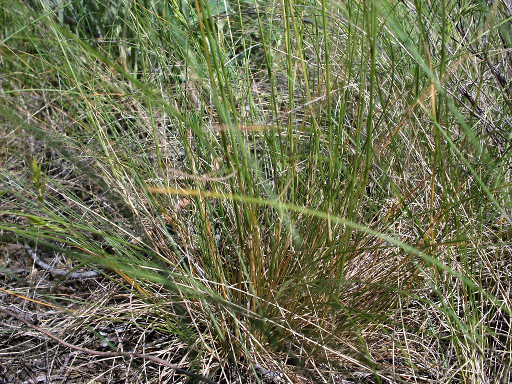 Image of genus Festuca specimen.