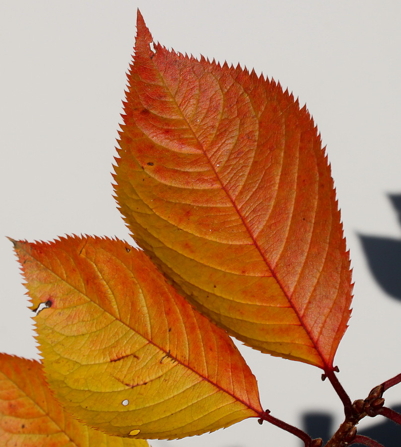 Image of Prunus serrulata specimen.