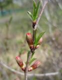 Amygdalus nana