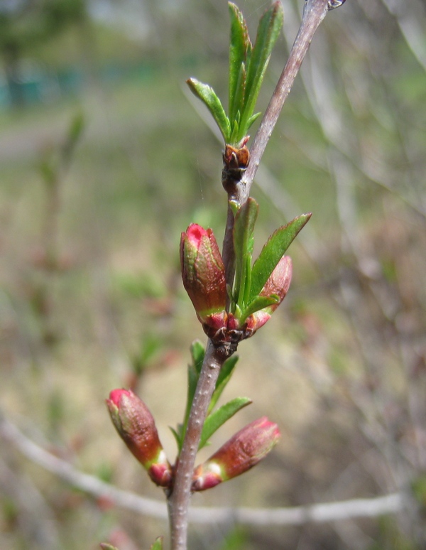 Изображение особи Amygdalus nana.