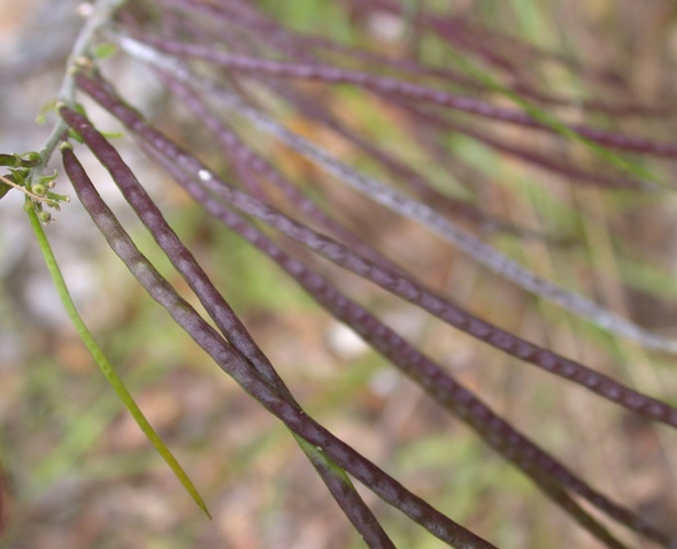 Image of Arabis turrita specimen.