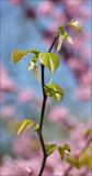Cercis canadensis